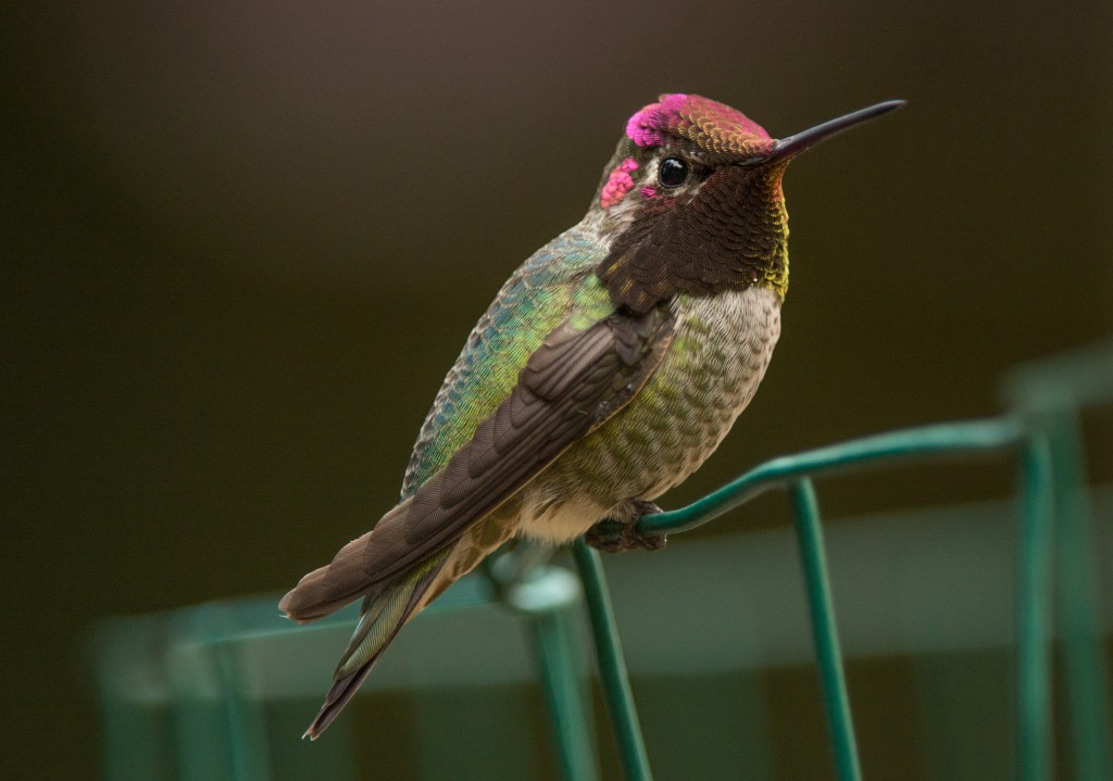 Hummingbird, Anna's 20151027-01