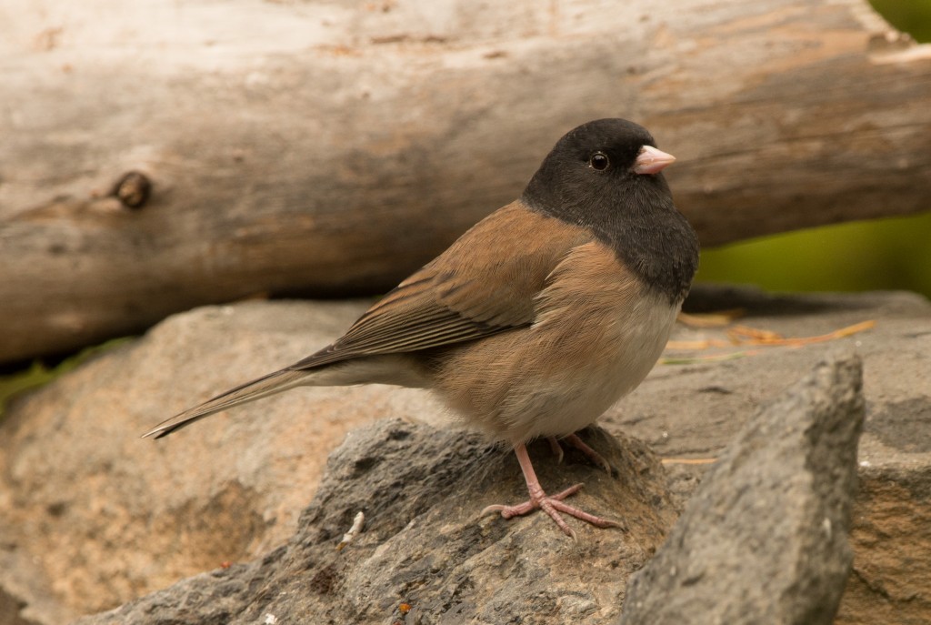 Junco, Dark-eyed - Oregon 20151011-01