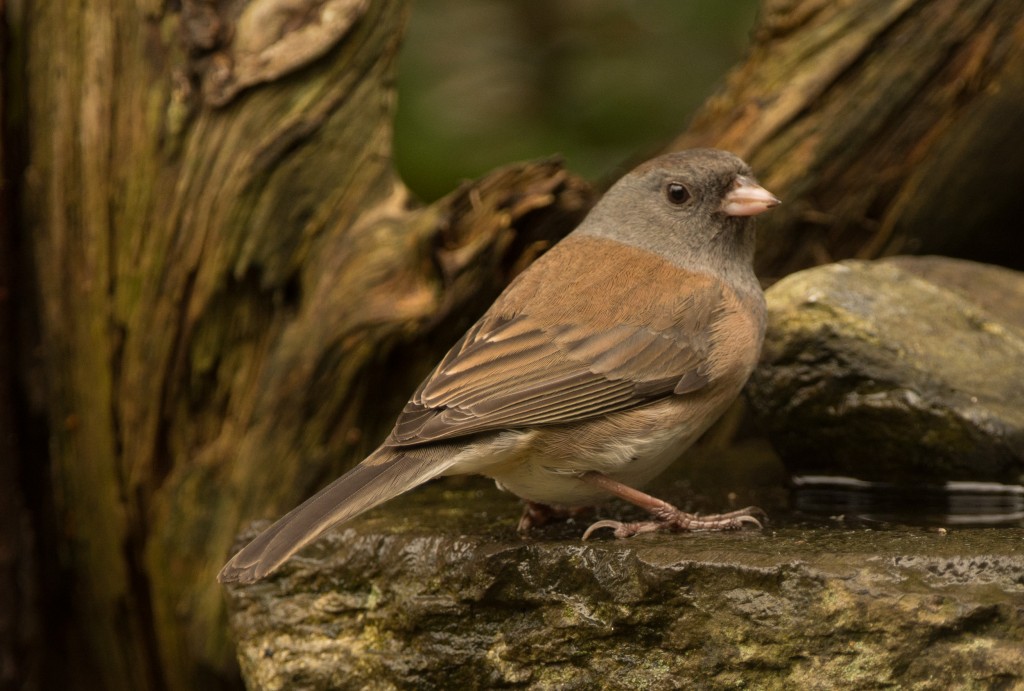 Junco, Dark-eyed - Oregon 20151011-04