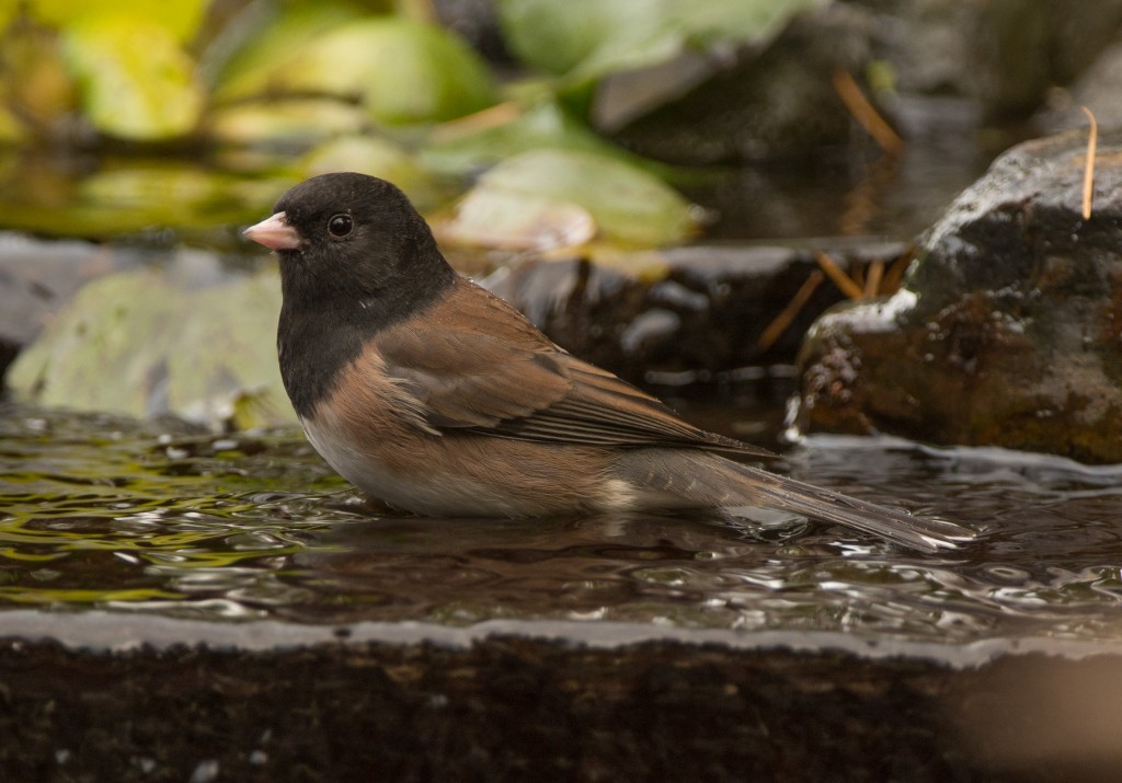 Junco, Dark-eyed - Oregon 20151027-02