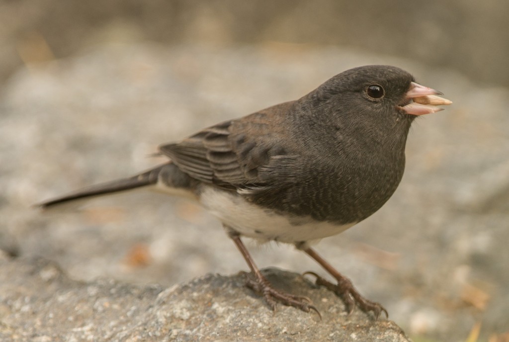 Junco, Dark-eyed - Slate 20151009-02