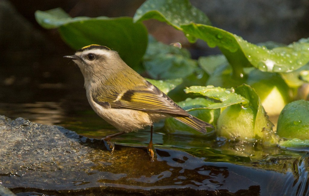 Kinglet, Golden-crowned 20150927-06