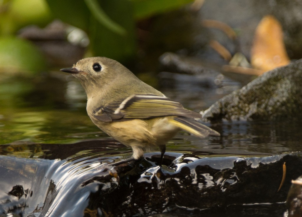 Kinglet, Ruby-crowned 20151009-02