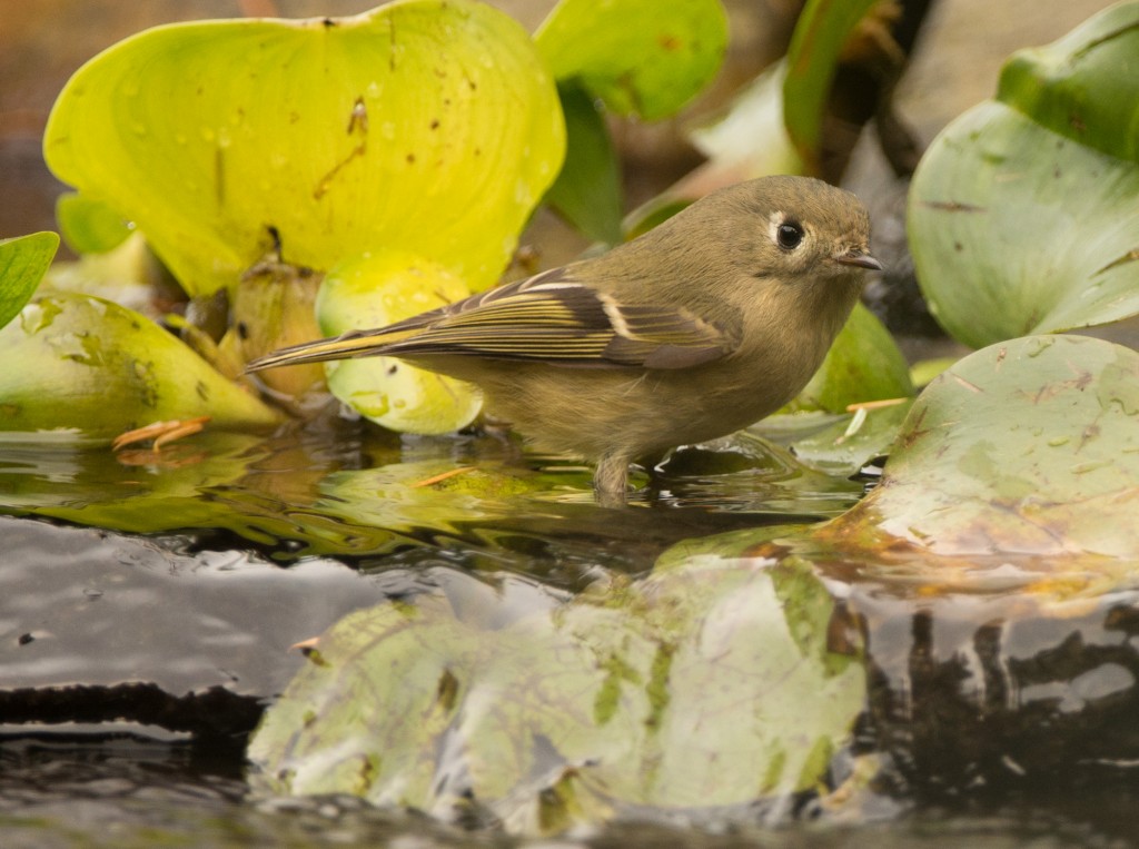 Kinglet, Ruby-crowned 20151027-02