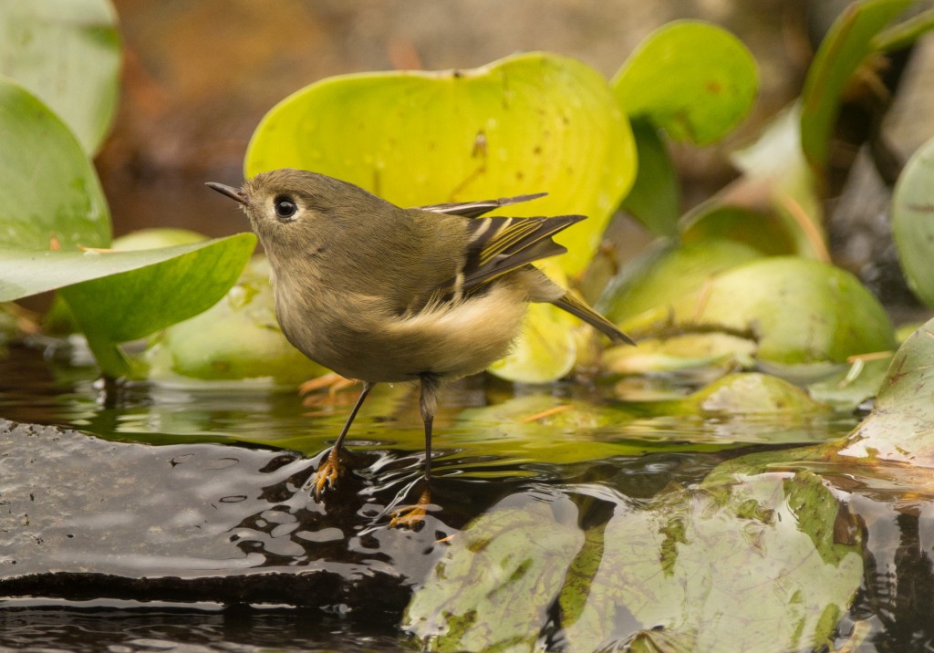 Kinglet, Ruby-crowned 20151027-05