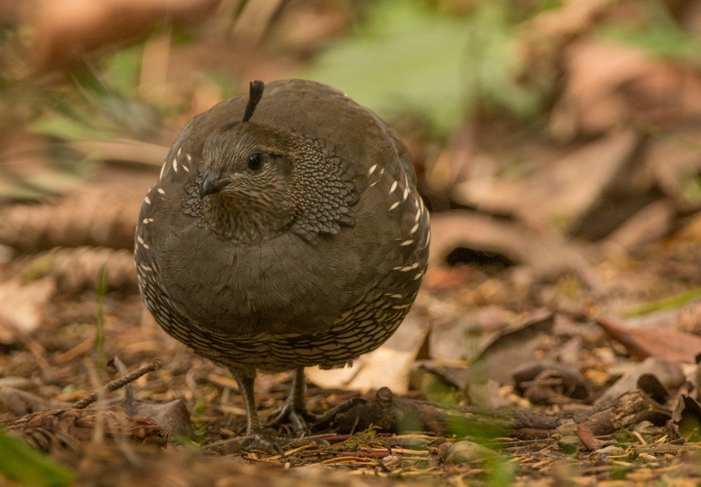 Quail, California 20151011-01