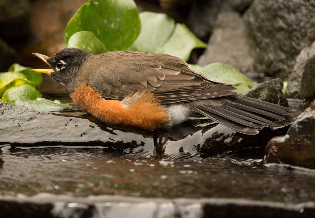 Robin, American 20151002-02