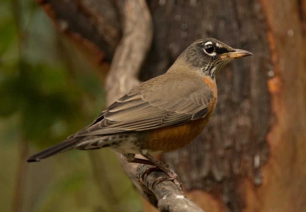 Robin, American 20151002-14