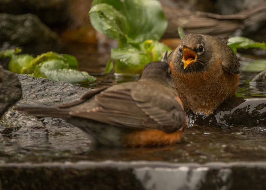 Robin, American 20151002-23