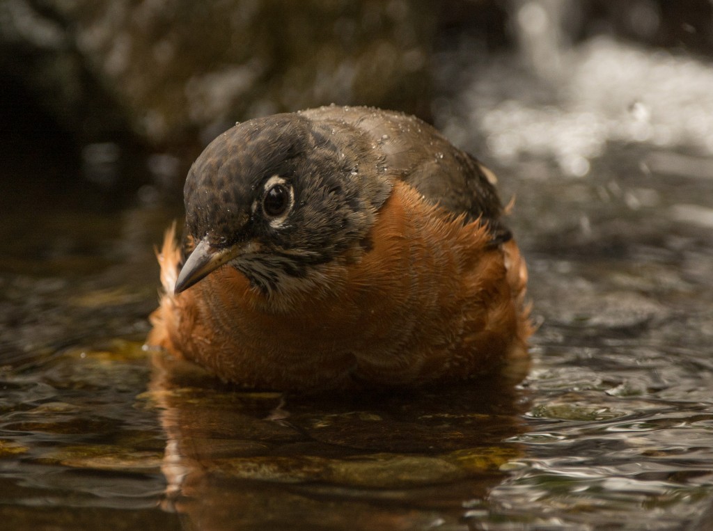 Robin, American 20151002-28