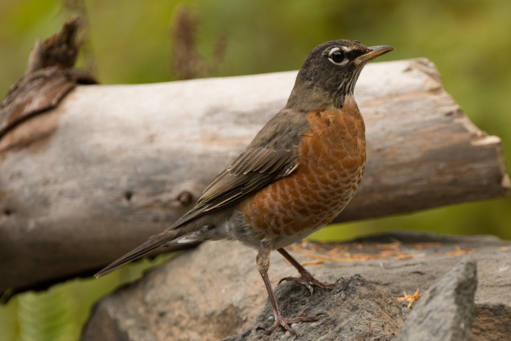 Robin, American 20151027-02