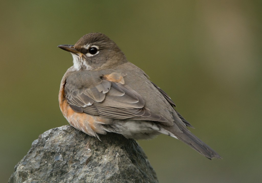 Robin, American 20151027-14