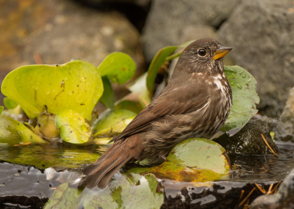 Sparrow, Fox 20151027-08