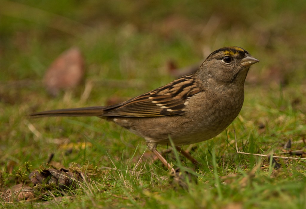 Sparrow, Golden-crowned 20151002-02