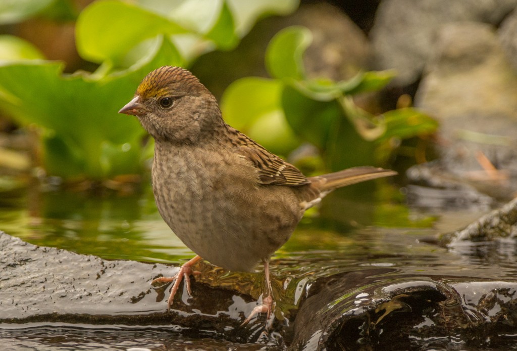 Sparrow, Golden-crowned 20151011-07