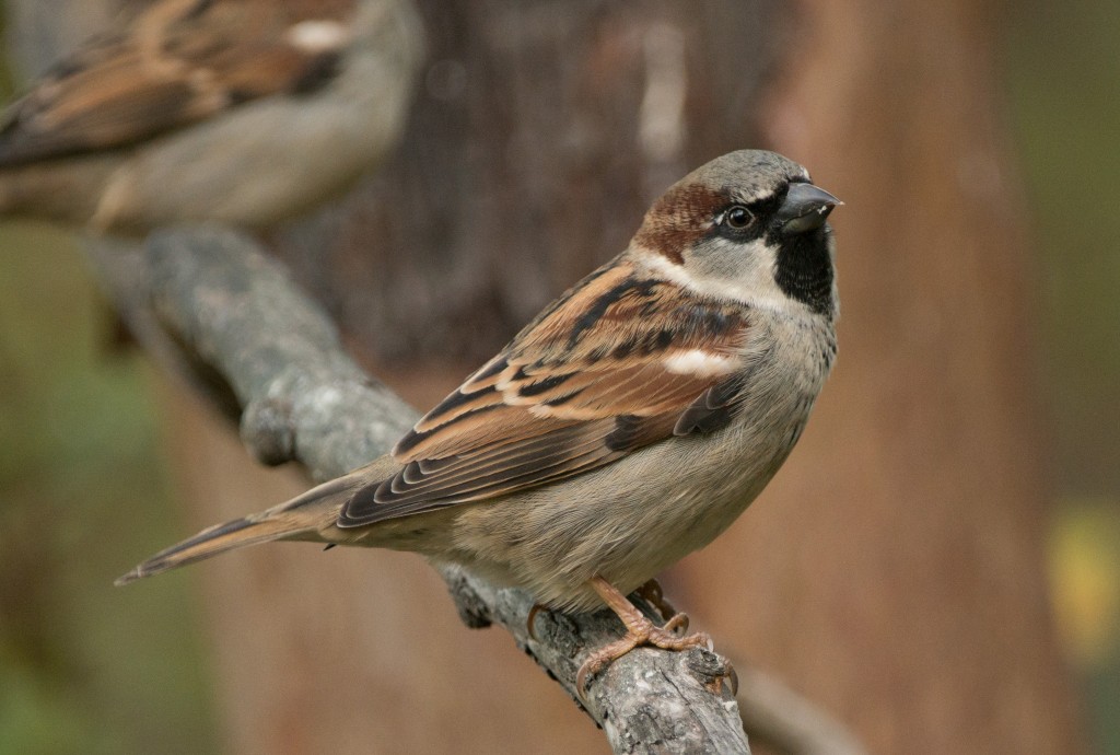 Sparrow, House 20151027-03