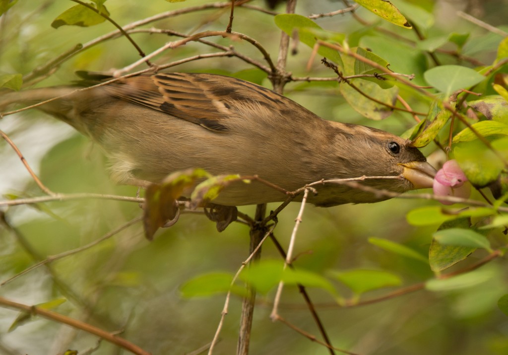 Sparrow, House - eating berry 20151011-05