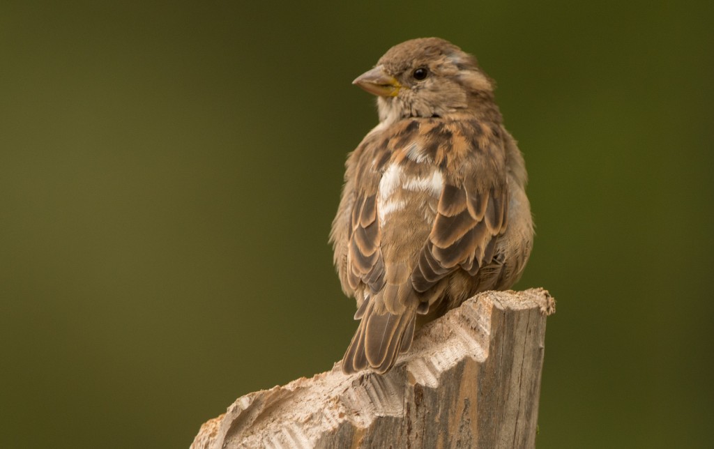 Sparrow, House - leucistic 20150926-01