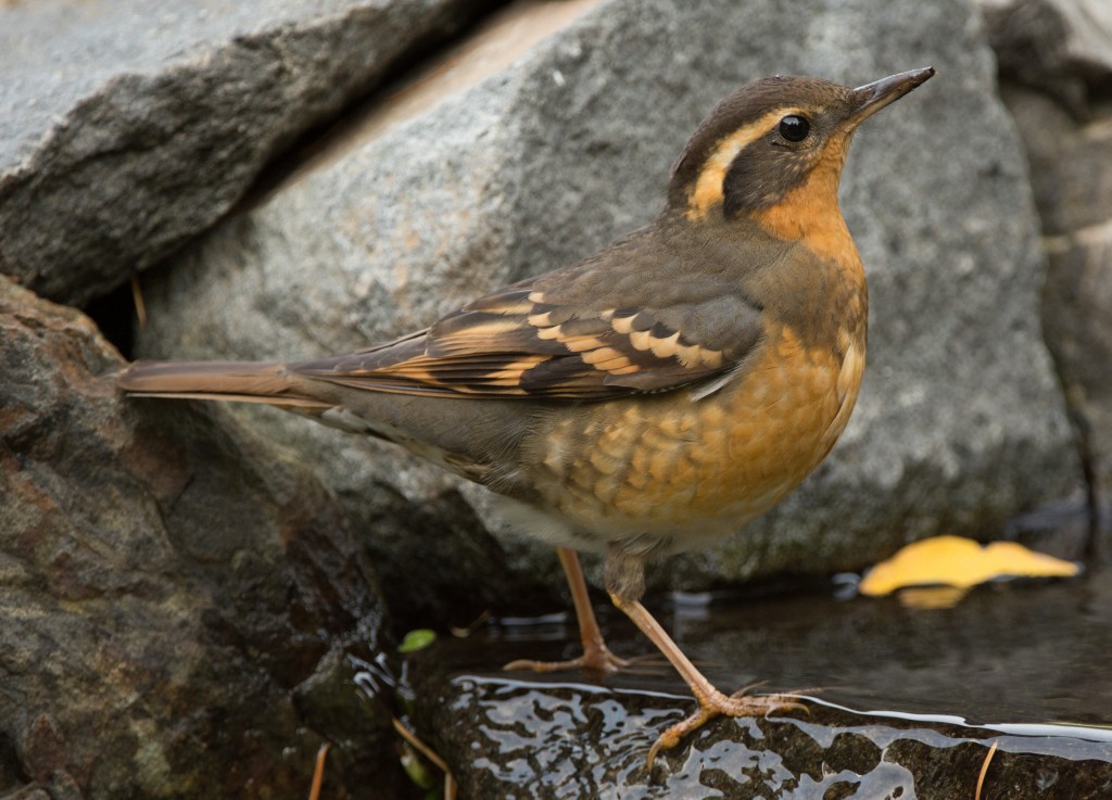 Thrush, Varied 20151009-08