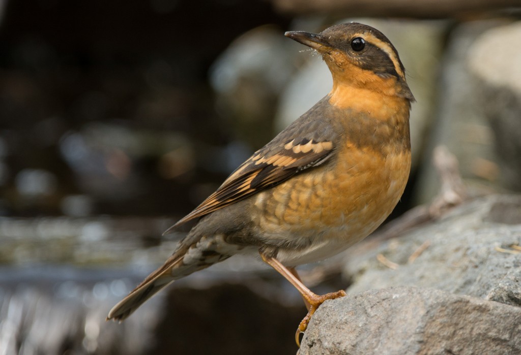 Thrush, Varied 20151009-13