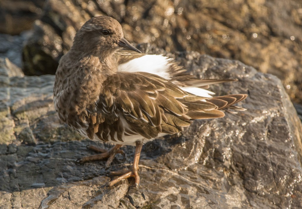 Turnstone, Black 20151022-07