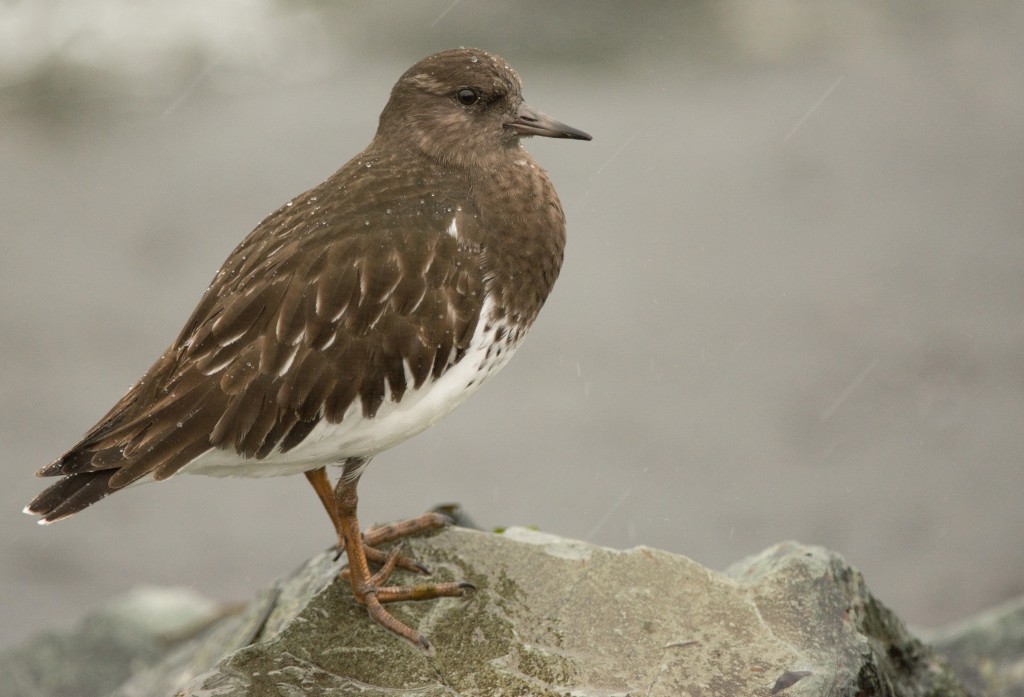 Turnstone, Black 20151031-01