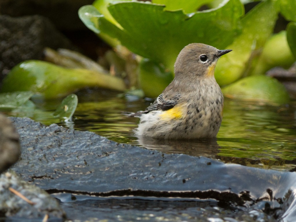 Warbler, Yellow-rumped - Audubon's 20151009-15