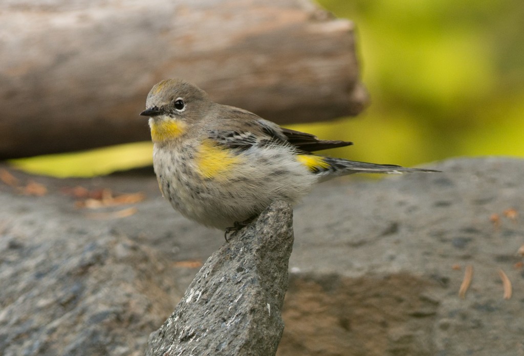 Warbler, Yellow-rumped - Audubon's 20151009-19