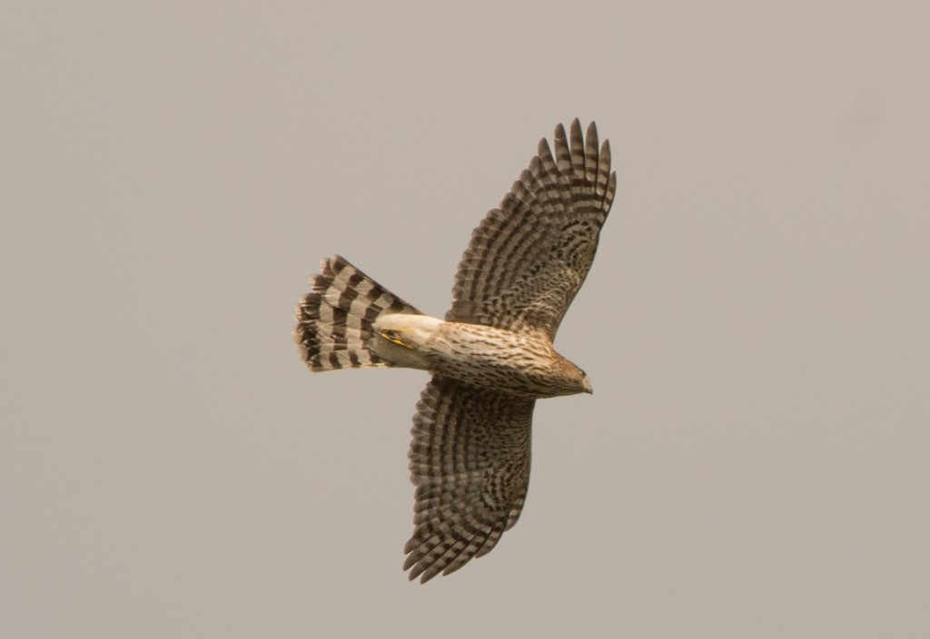 accipiter 20151009-01