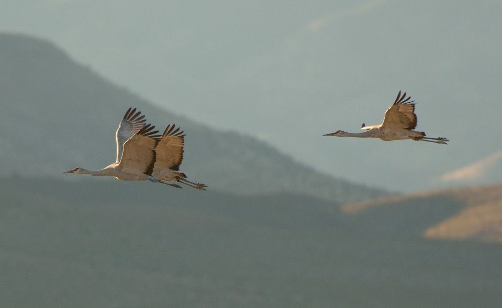 Crane, Sandhill 20151111-15