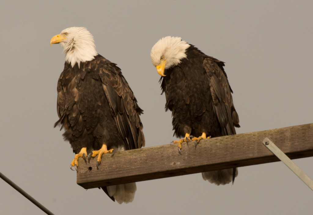 Eagle, Bald 20151101-02