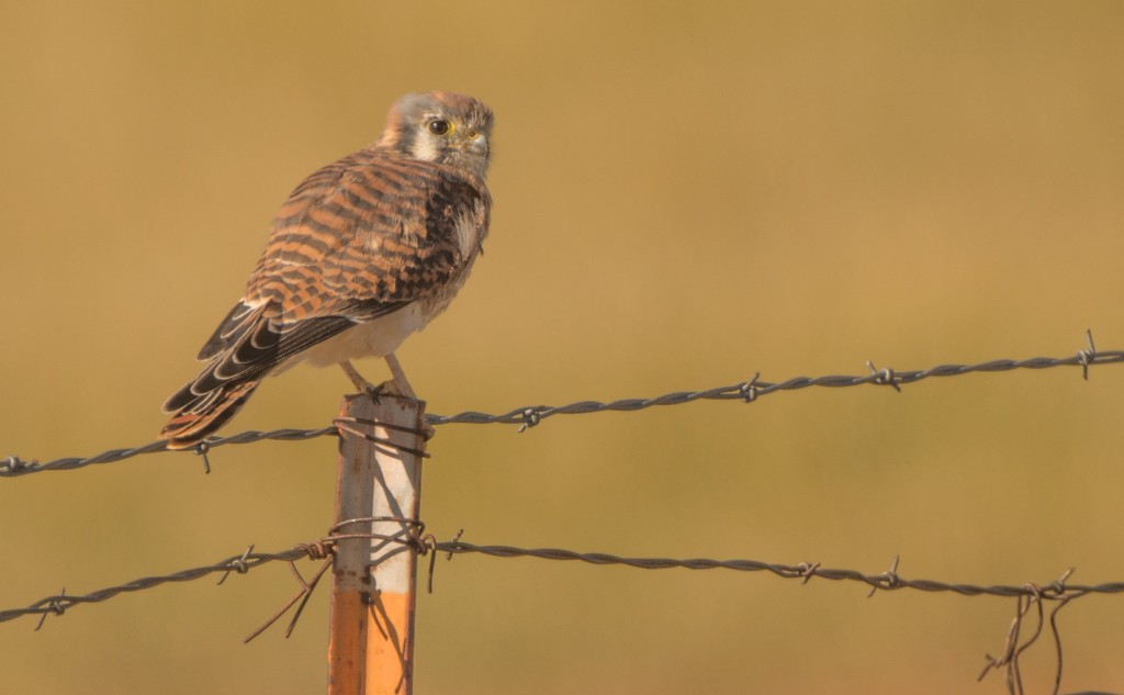 Kestrel, American 20151111-02