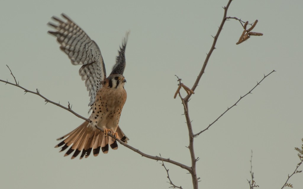 Kestrel, American 20151111-09