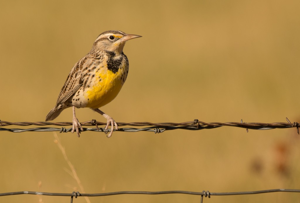 Meadowlark 20151111-07