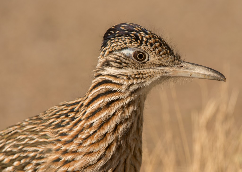 Roadrunner, Greater 20151111-07