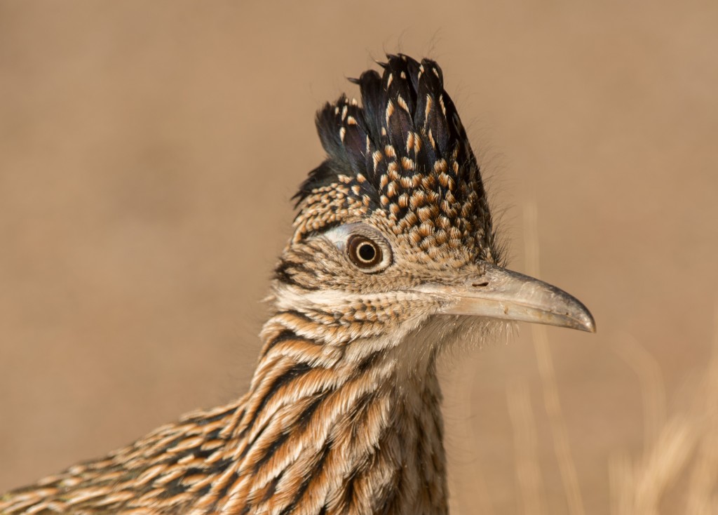 Roadrunner, Greater 20151111-08