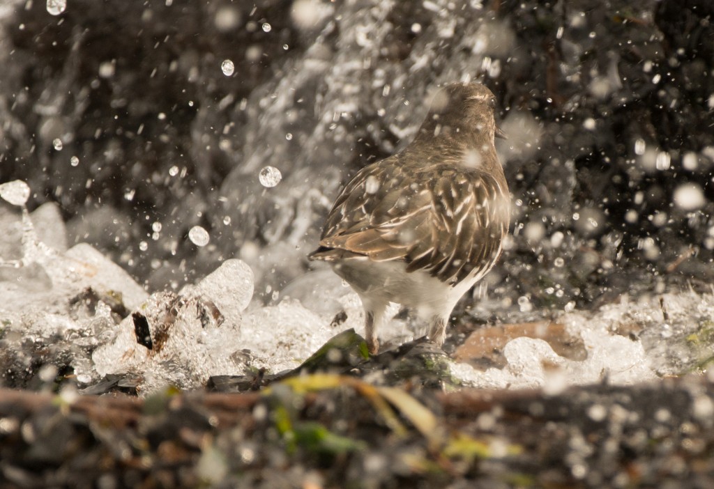 Turnstone, Black 20151101-06