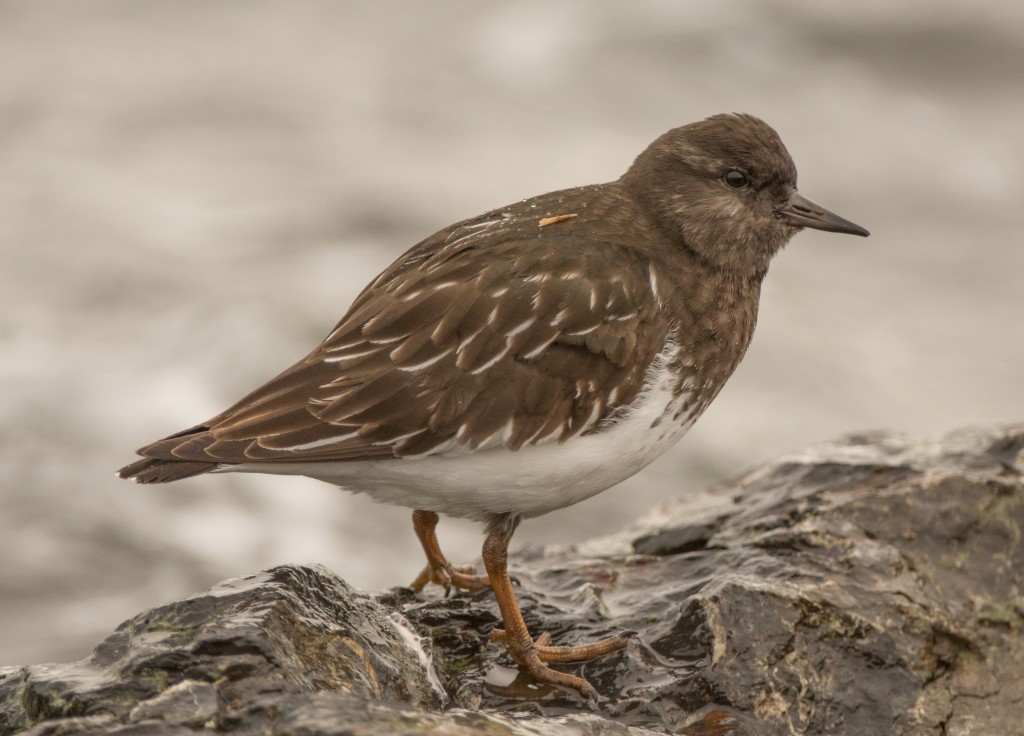 Turnstone, Black 20151101-20