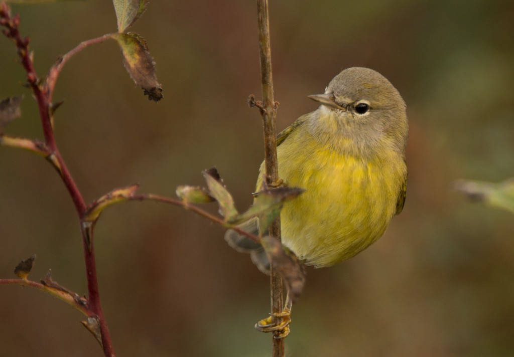 Warbler, Orange-crowned 20151101-05