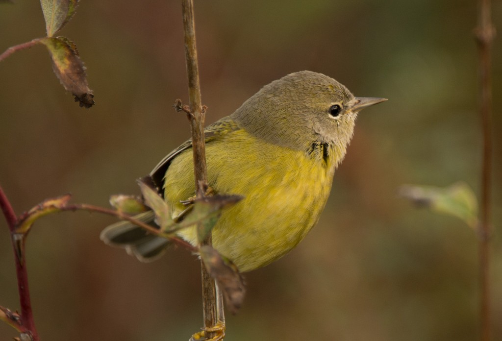 Warbler, Orange-crowned 20151101-10