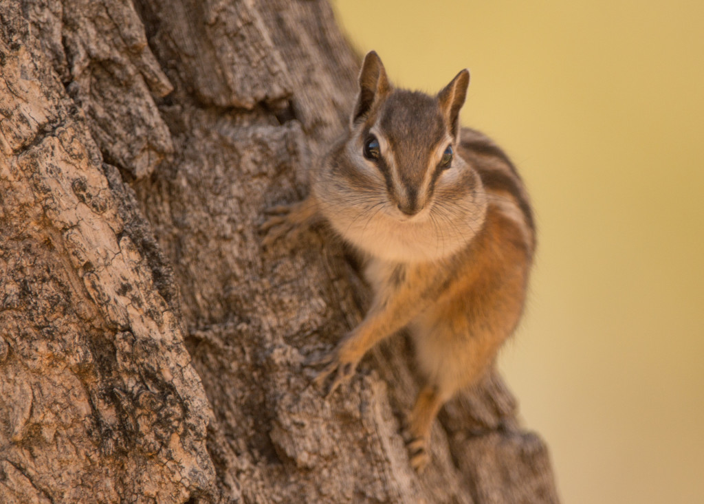 Chipmunk, Least 20151114-06