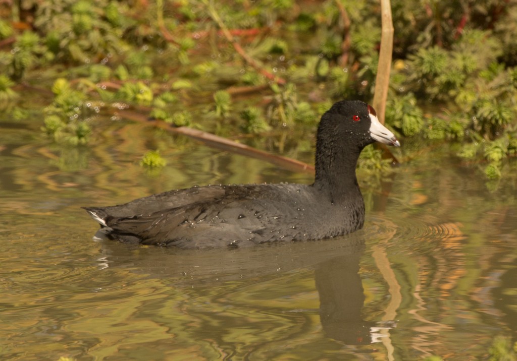 Coot, American 20151112-02