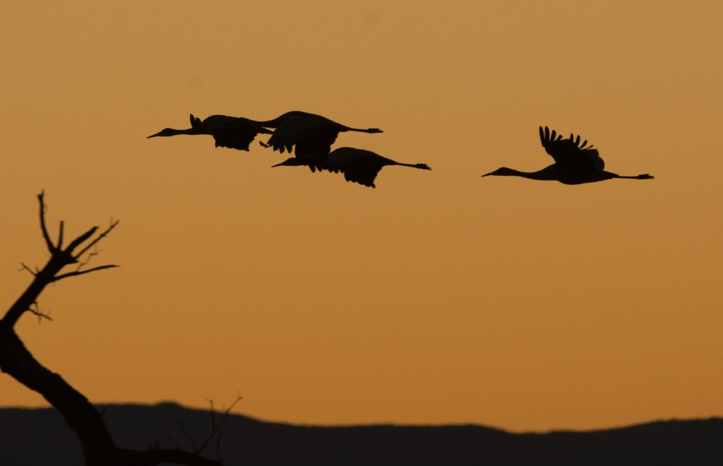 Crane, Sandhill 20151112-01