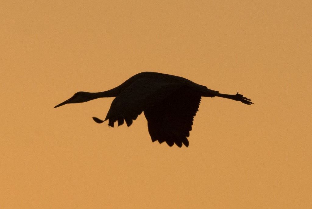 Crane, Sandhill 20151112-17