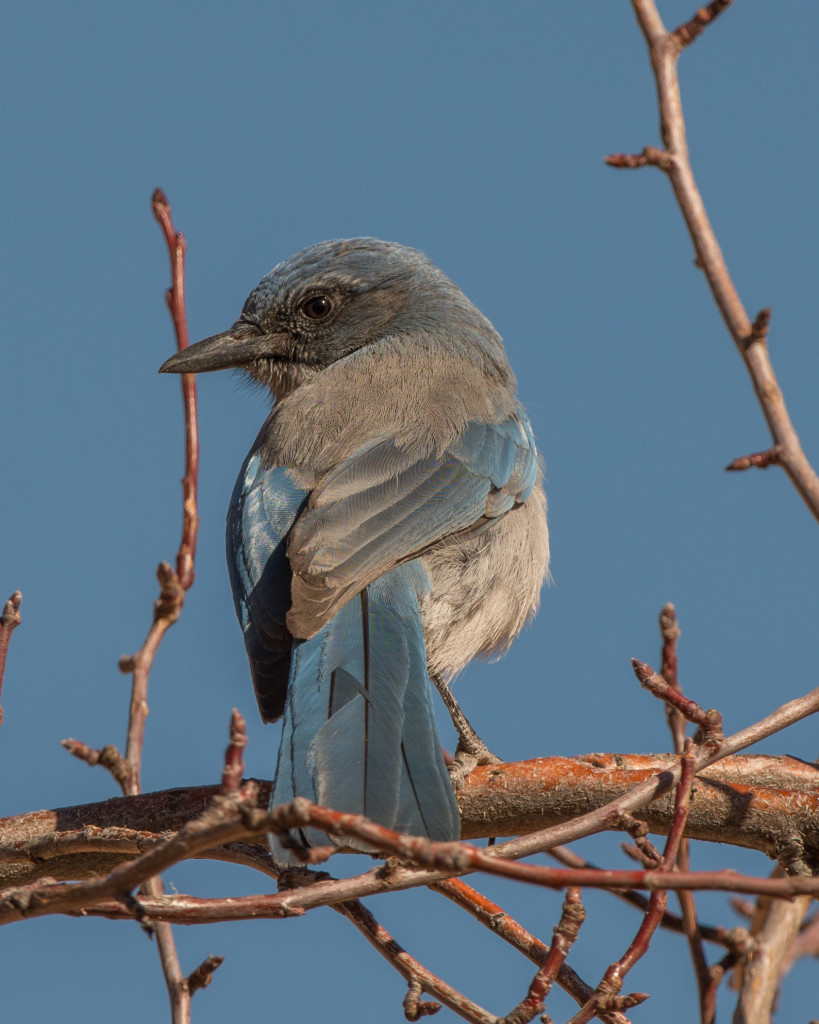 Jay, Western Scrub 20151114-02