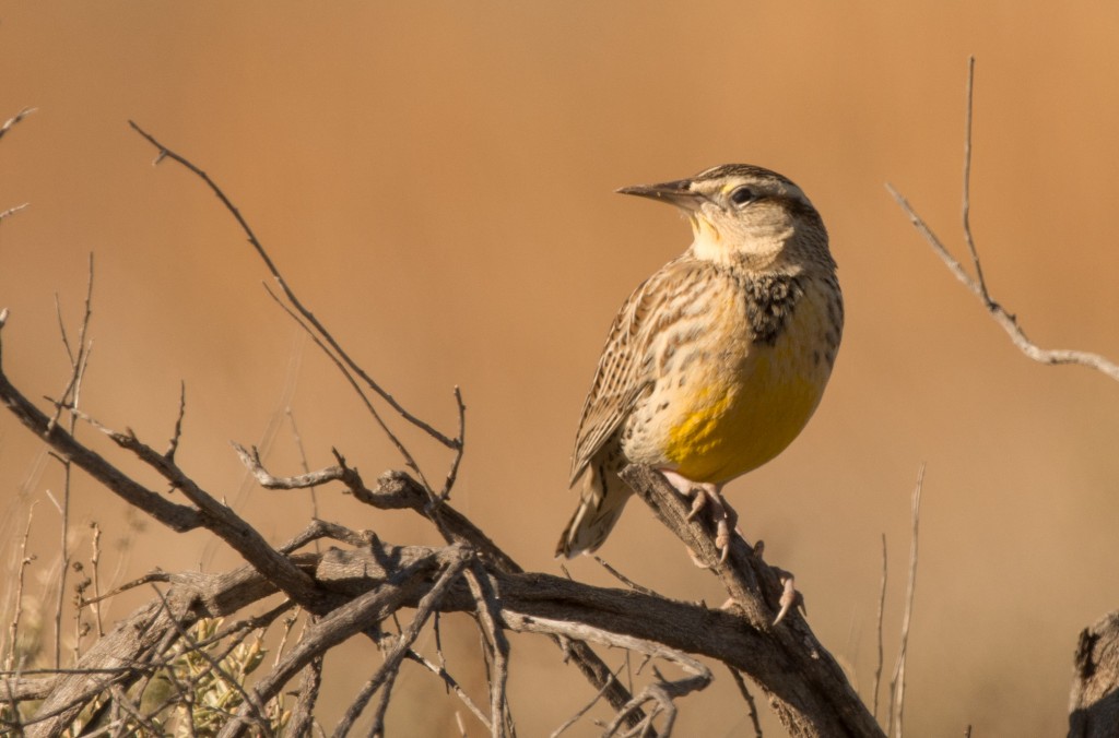 Meadowlark 20151112-03