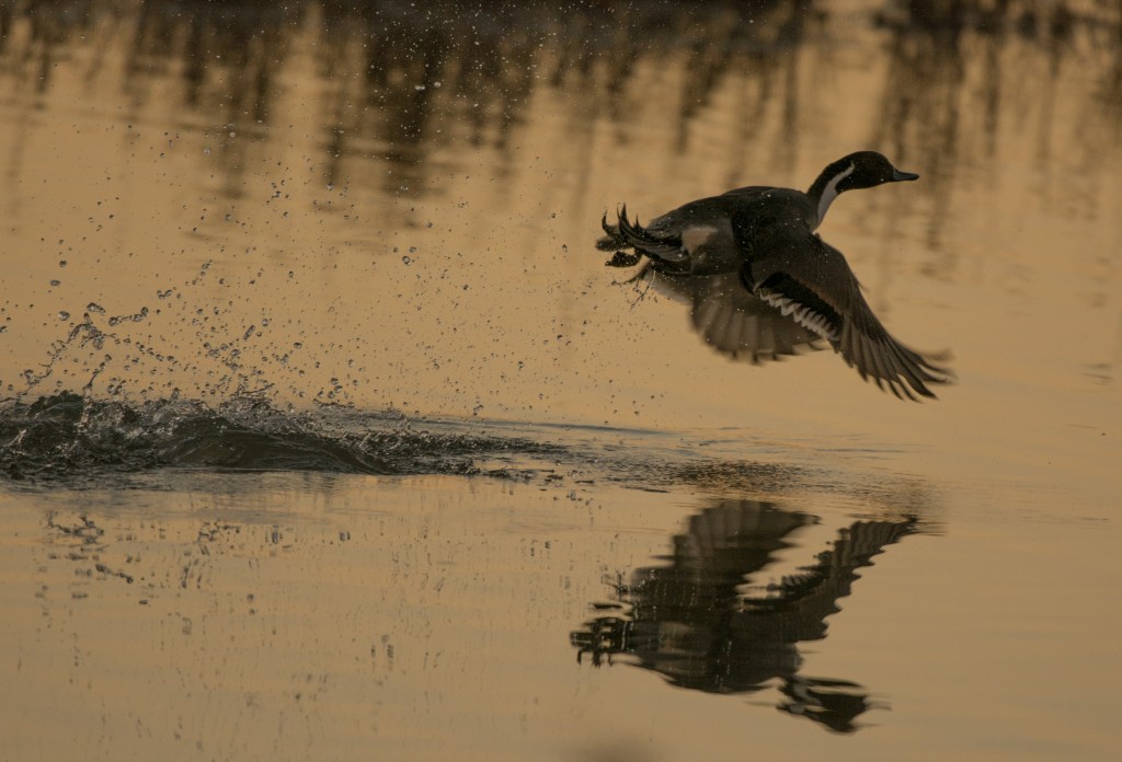 Pintail, Northern 20151112-09