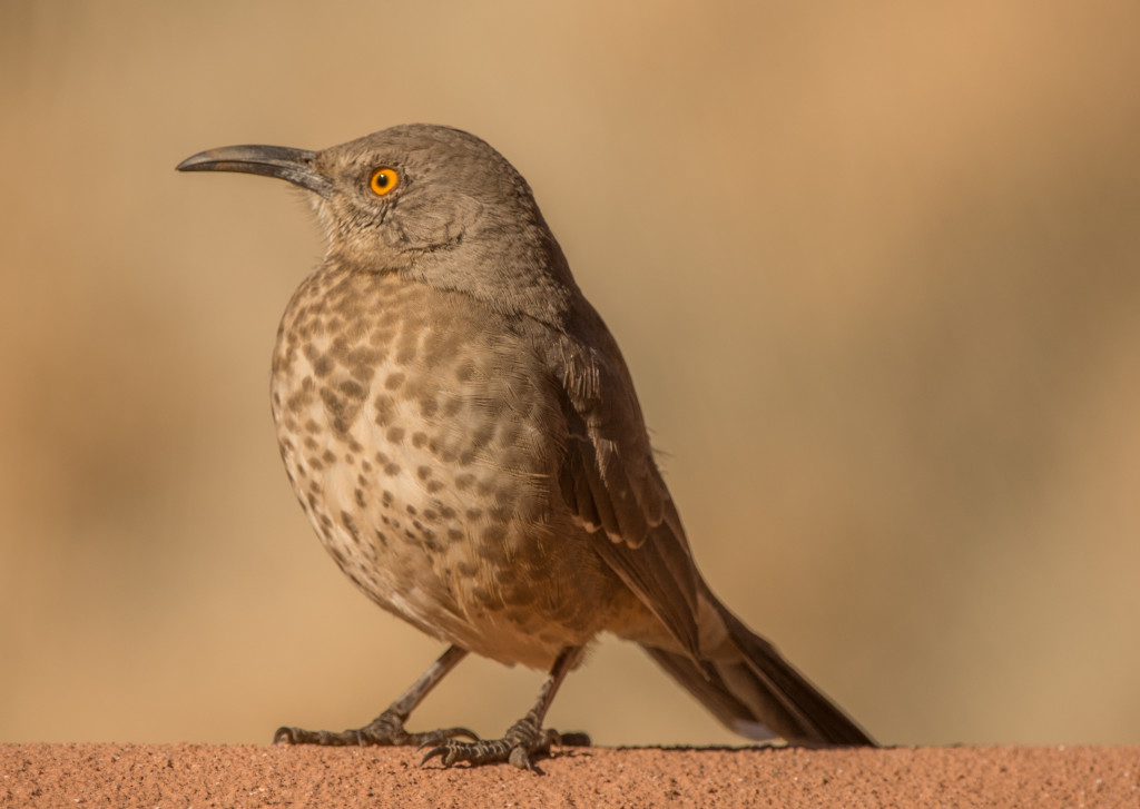 Thrasher, Curve-billed 20151114-01