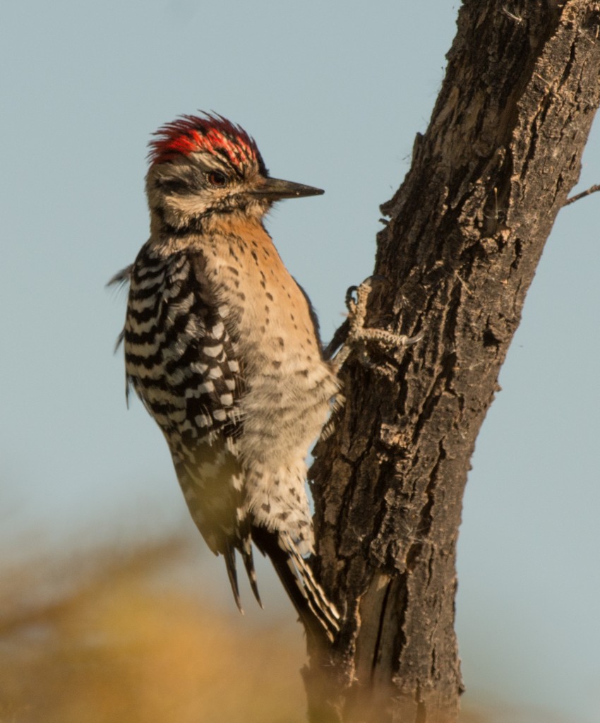 Woodpecker, Ladder-backed 20151112-01