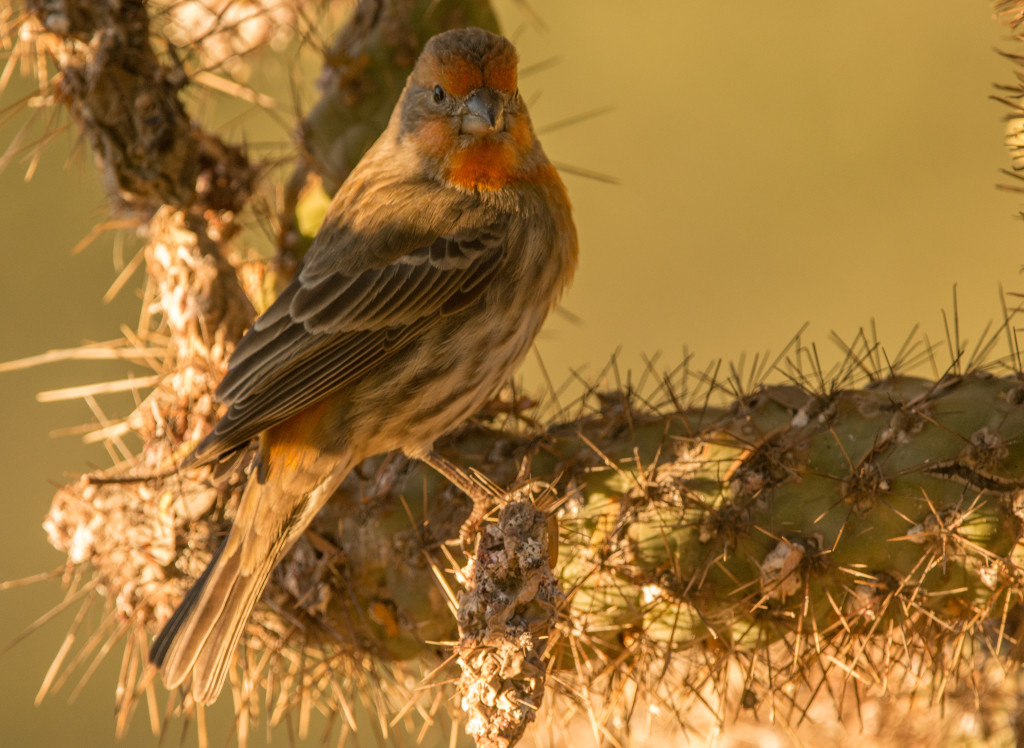 Finch, House 20160108-01